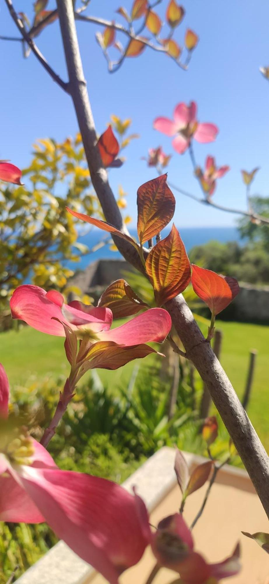 Il Giardino Sull'Isola - Appartamento - Bergeggi Ngoại thất bức ảnh
